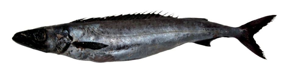 Promethichthys prometheus_02.jpg